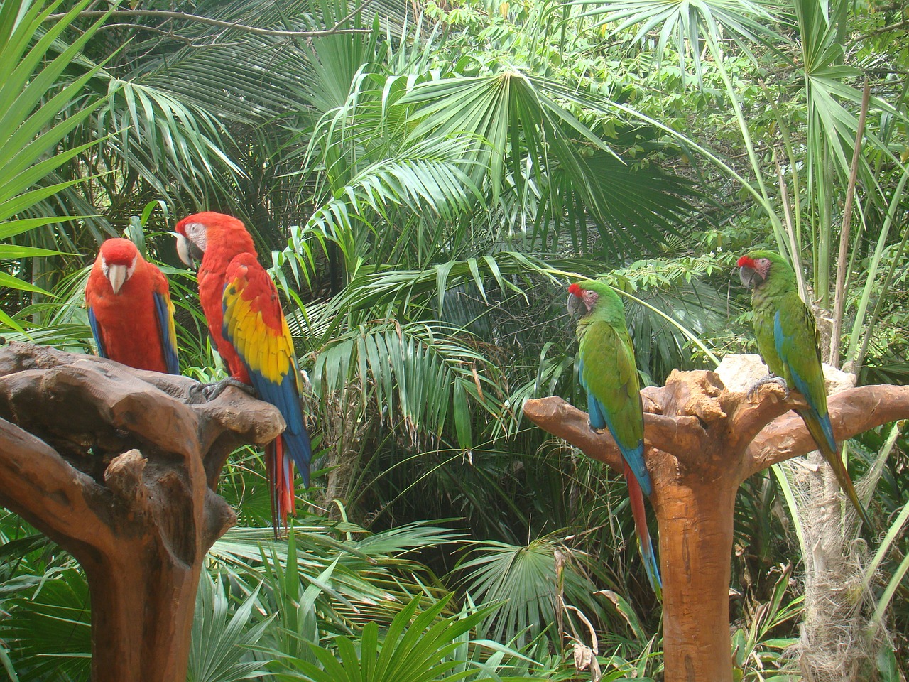 feathers parrot bird free photo