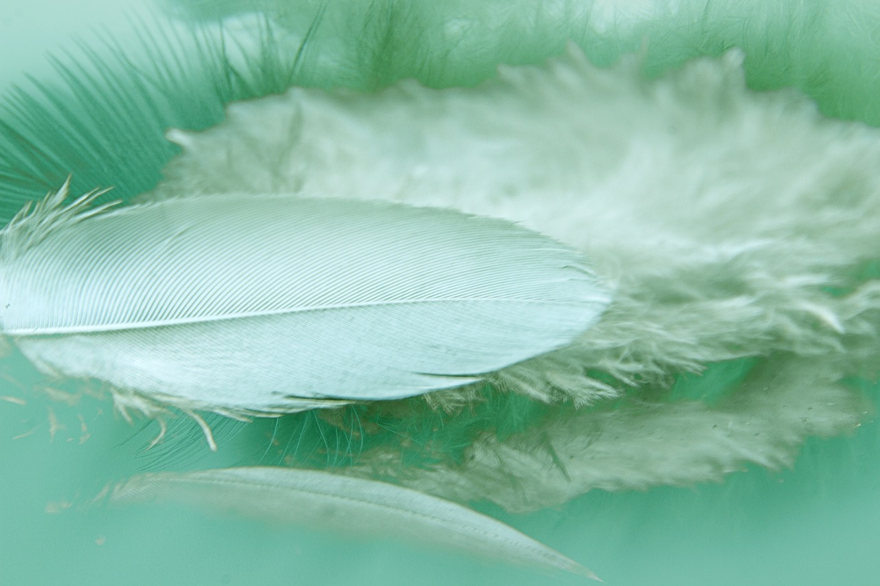 feathers reflection color free photo