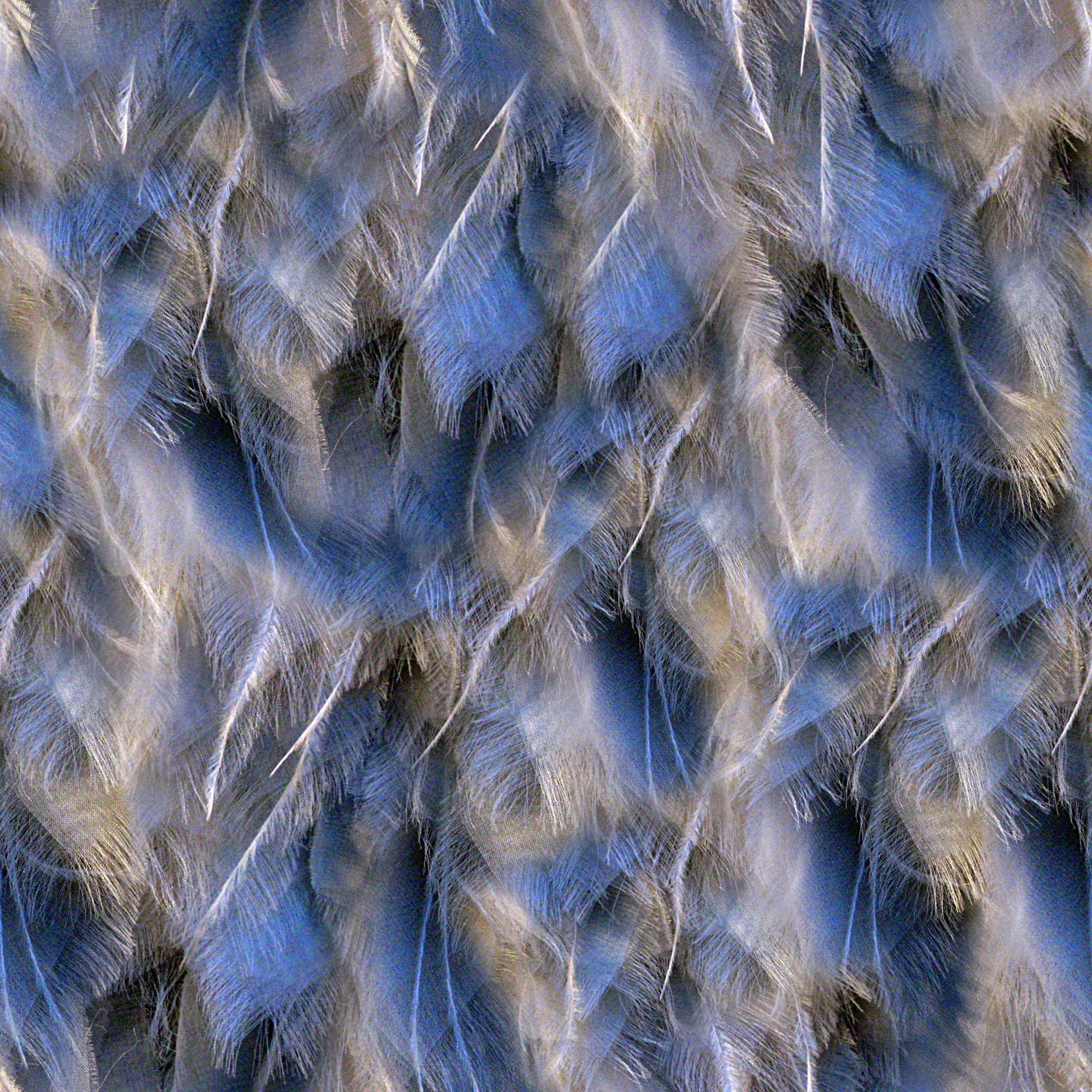 feathers fringe background free photo