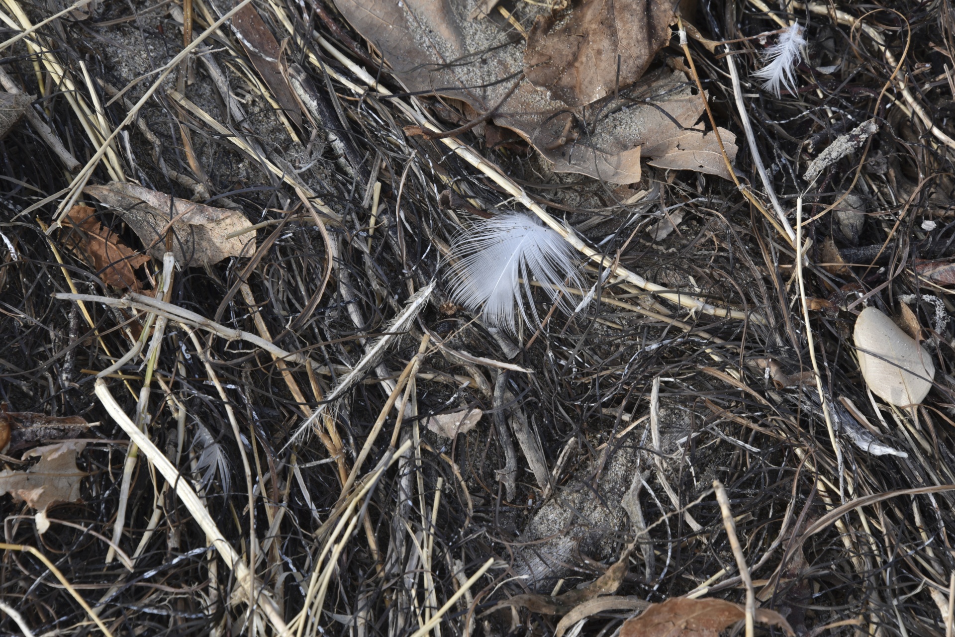 feather white bird free photo