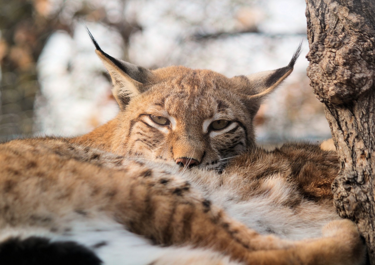feature  the eurasian lynx  lying free photo