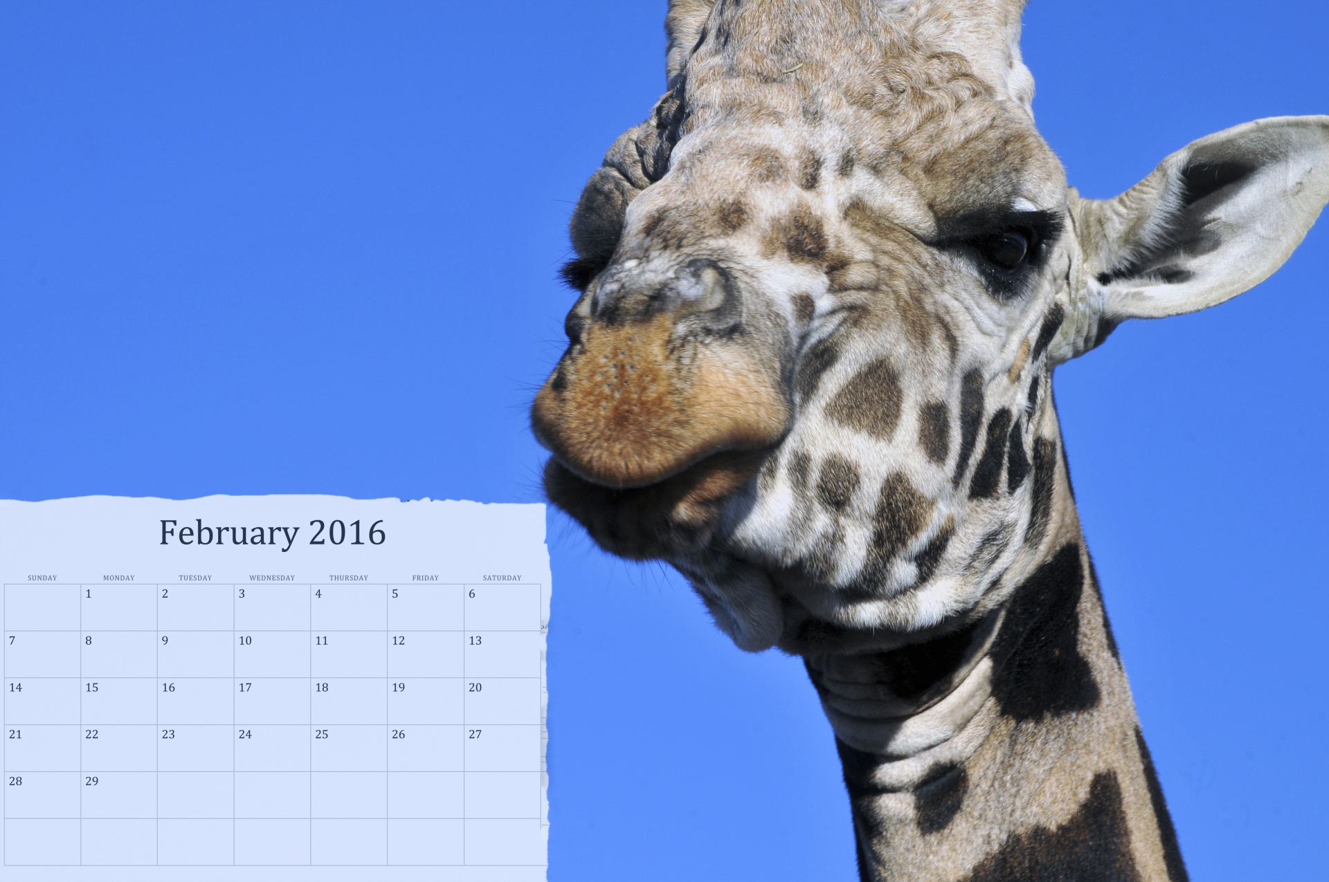 calendar monthly 2016 free photo