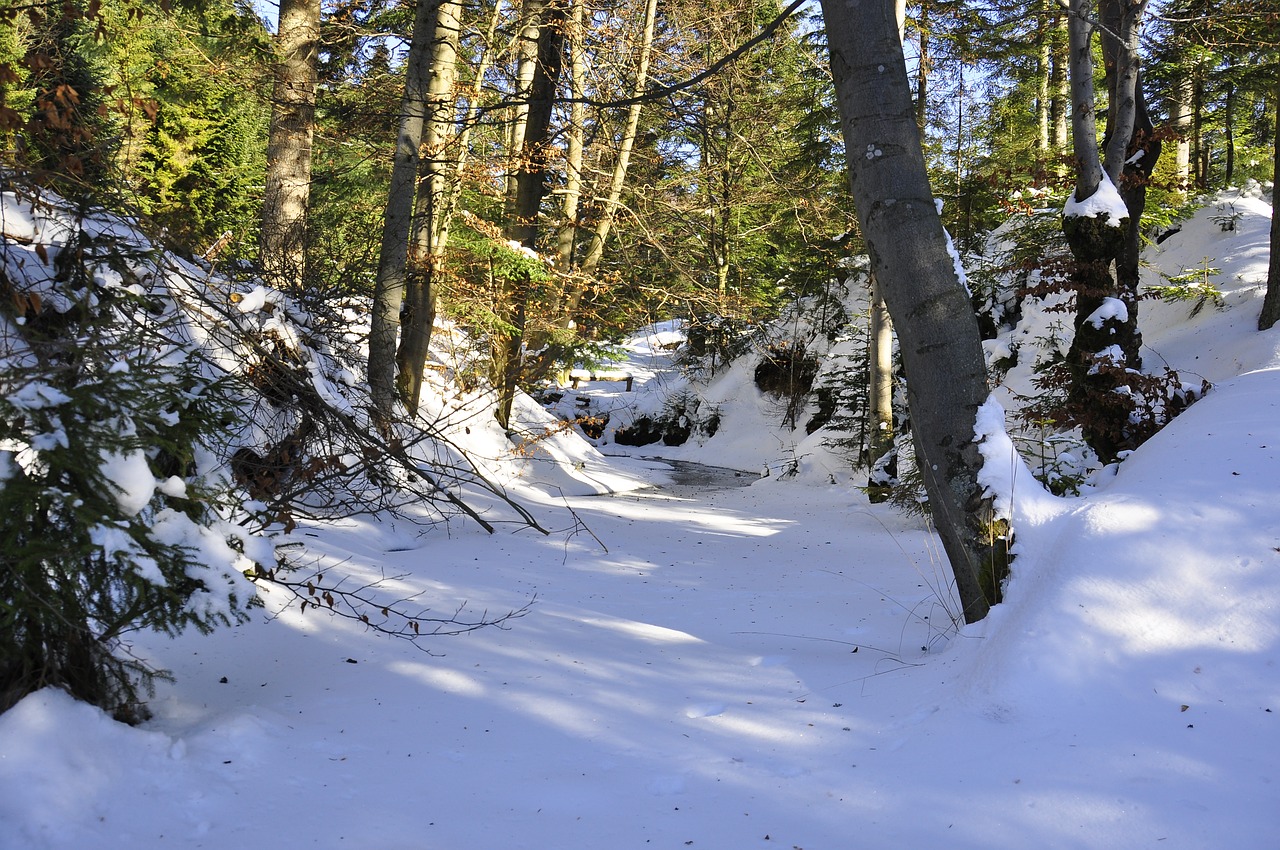 february winter forest free photo