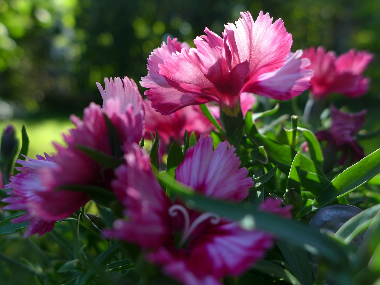 federnelke plant flowers free photo