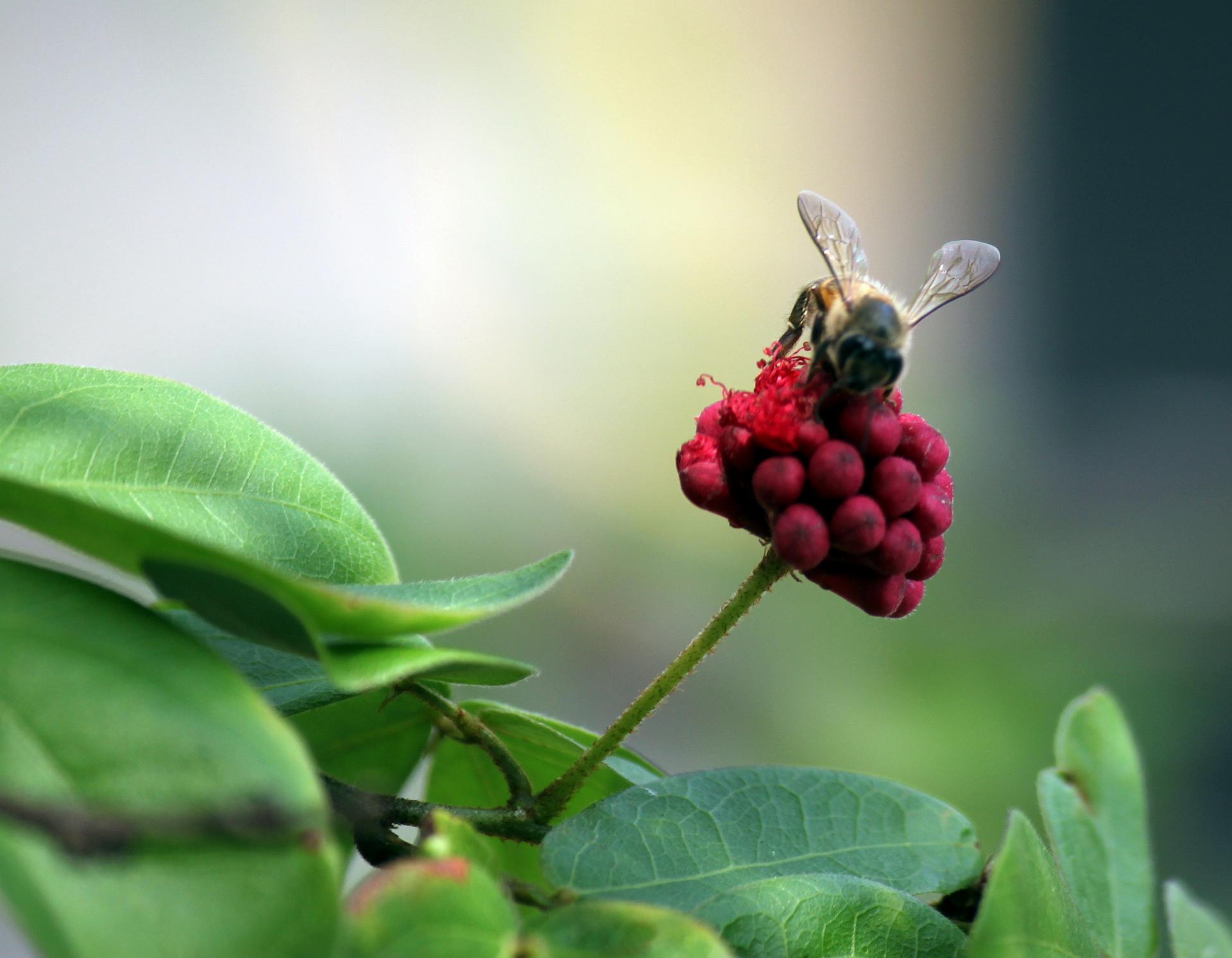 bee flower green leave free photo