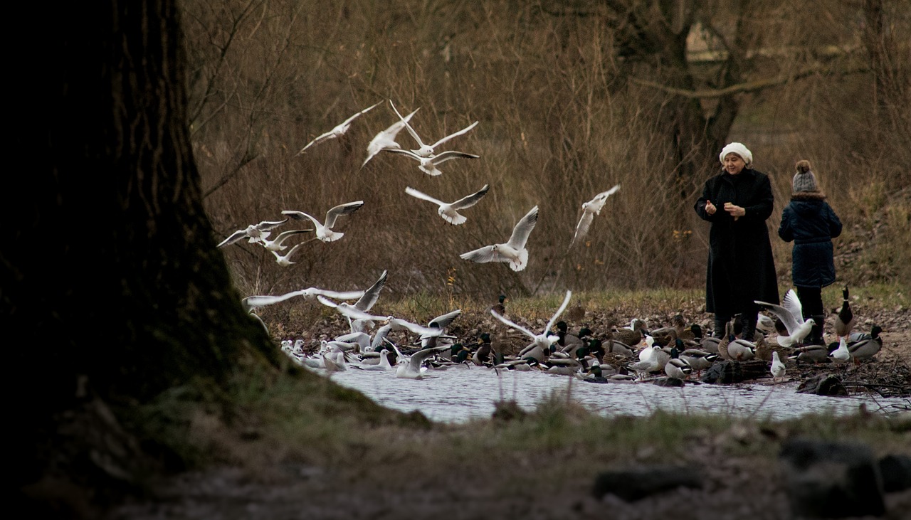 feed fly gulls free photo