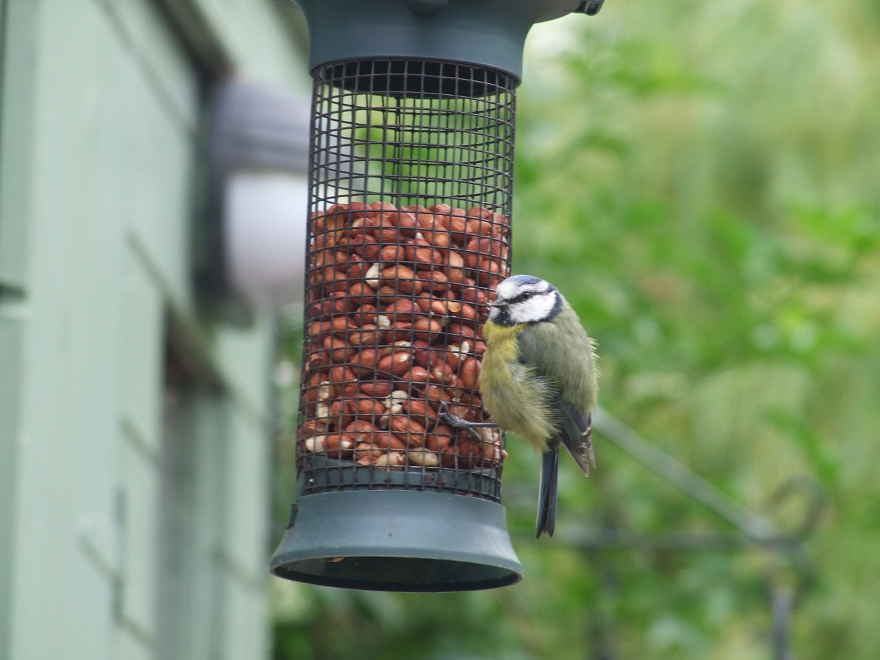feeder feeding birds grain free photo