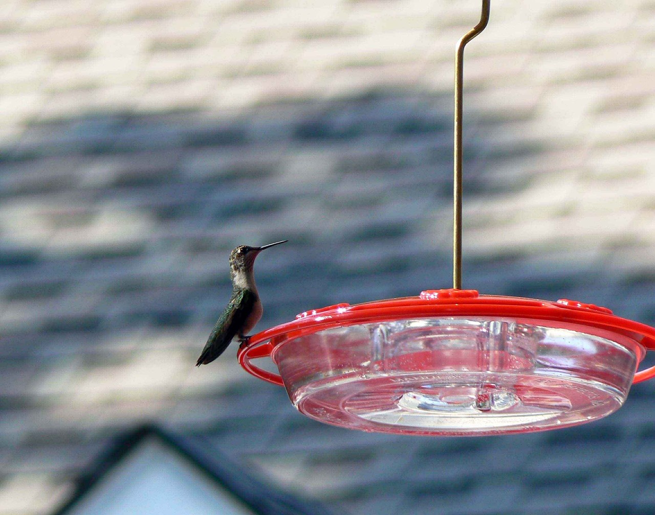 feeder perched hummingbird free photo