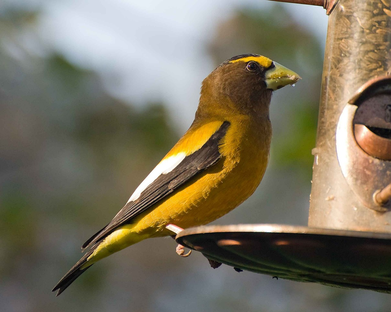 feeder bird perches free photo