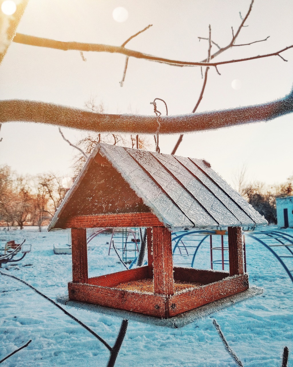 feeder  birds  winter free photo