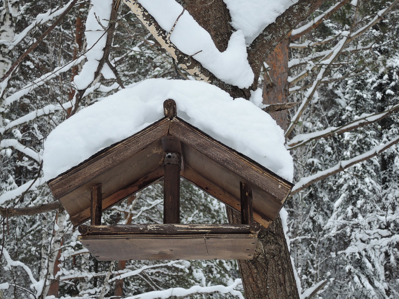 feeder for birds winter nature free photo