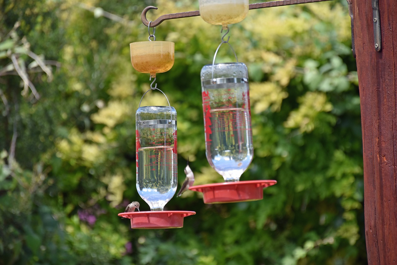 feeders  hummingbird  bird free photo