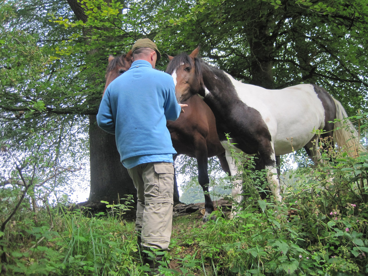 horses countryside scotland free photo