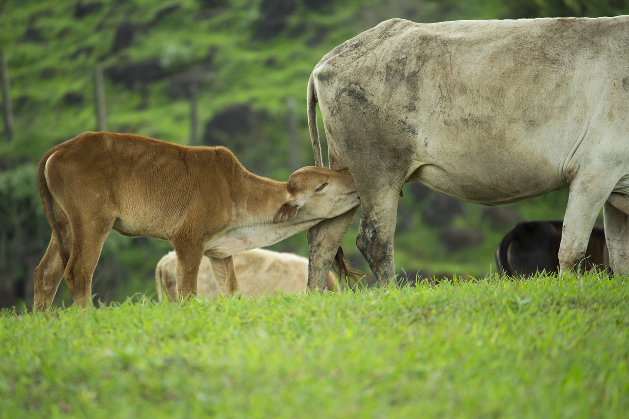 calf feeding cow free photo