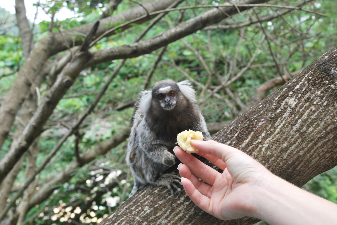 feeding animals monkey free photo