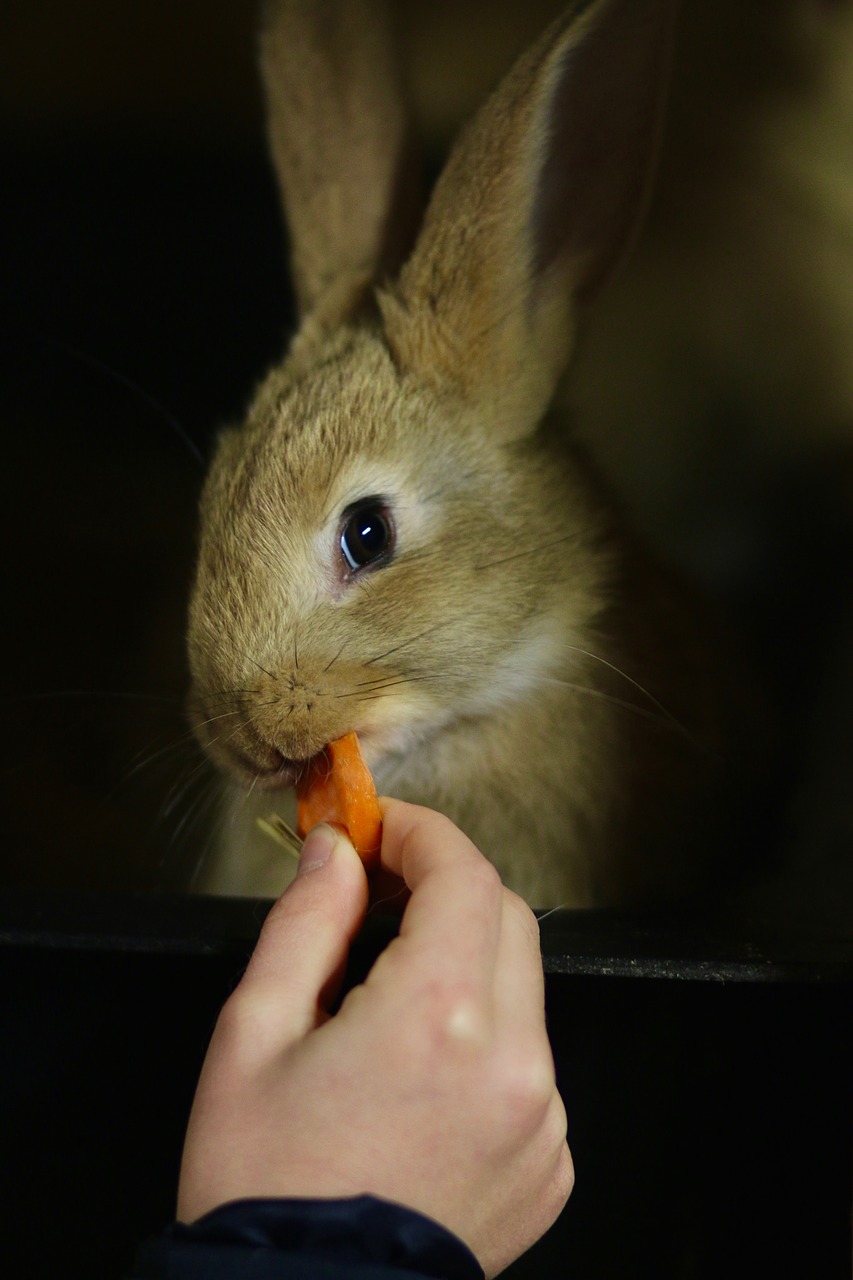 feeding hare hand free photo