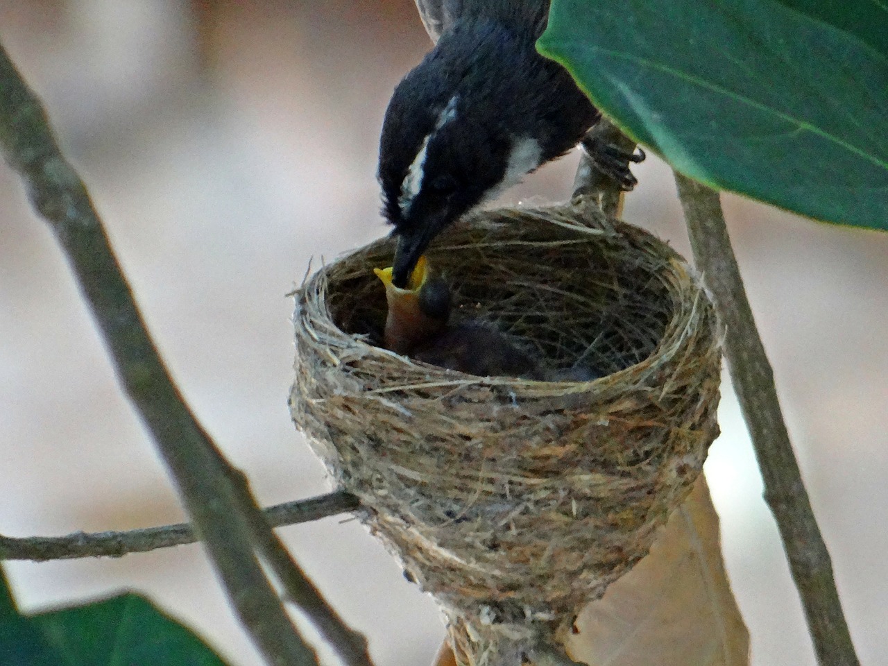 feeding nest chicks free photo