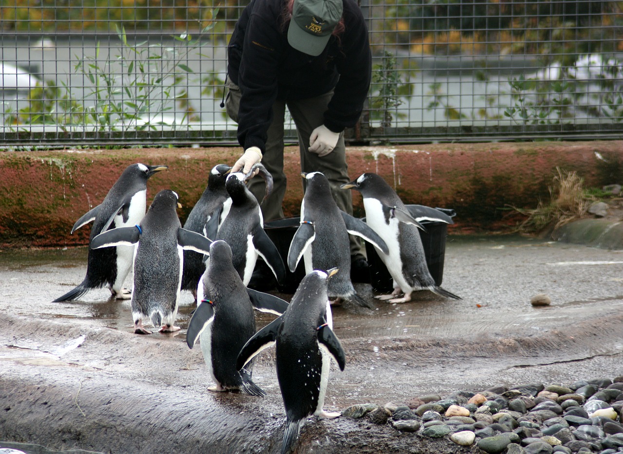 feeding penguins birds free photo