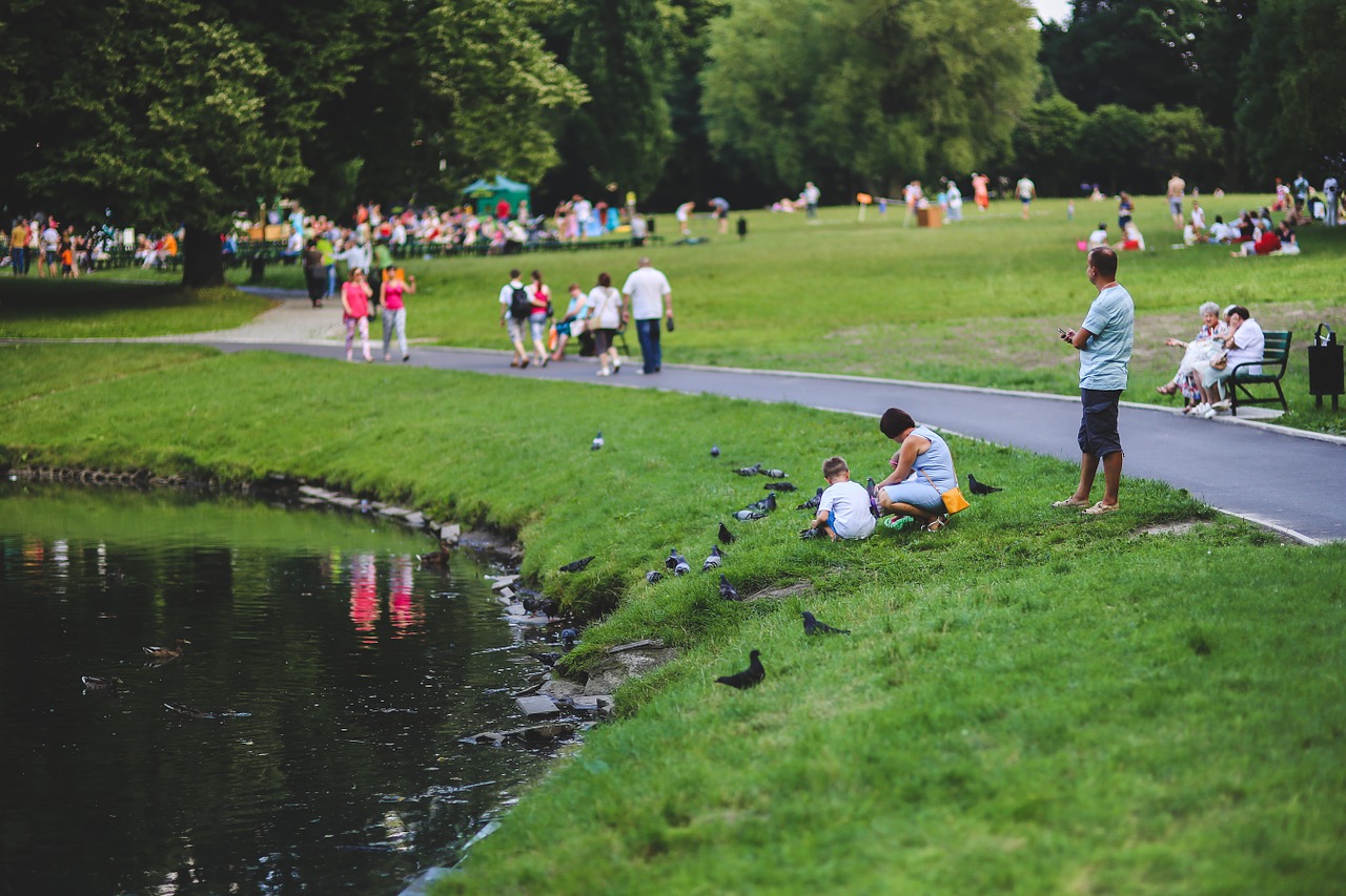 feeding pigeons bird free photo