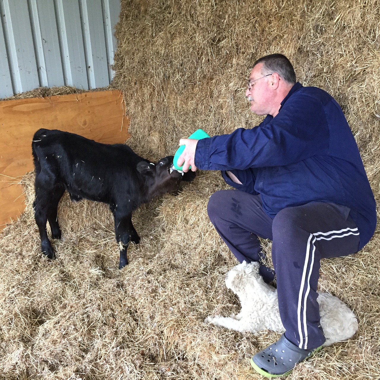 feeding calves farm baby calf free photo