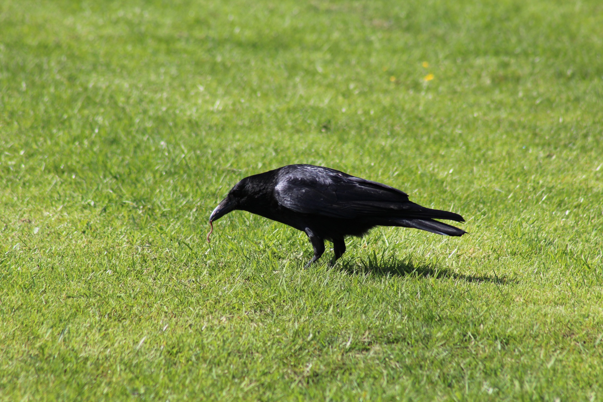 crow worm feeding free photo