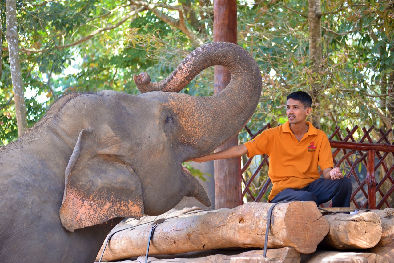 feeding elephant elephant jumbo free photo