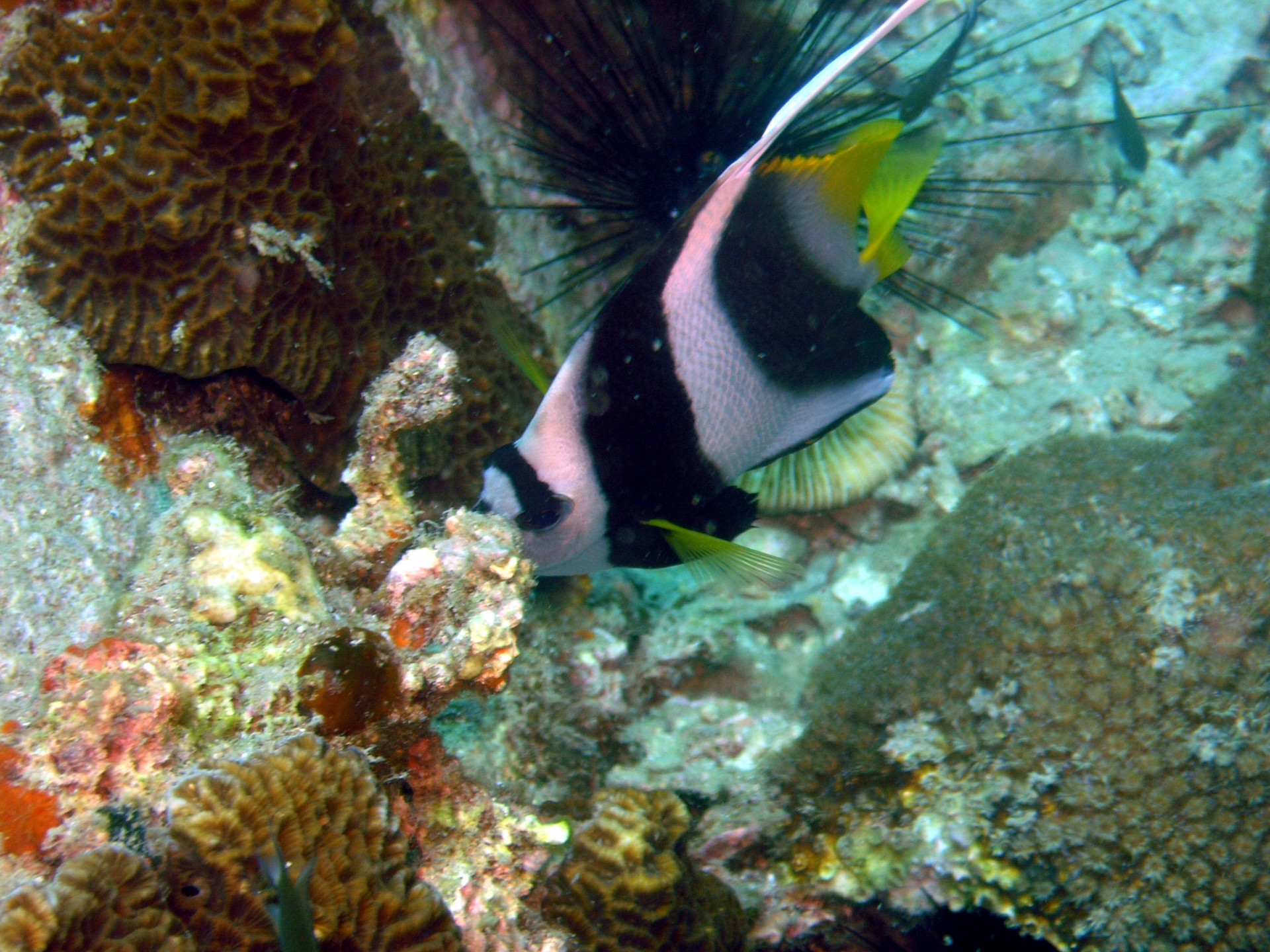 coral reef butterfly free photo