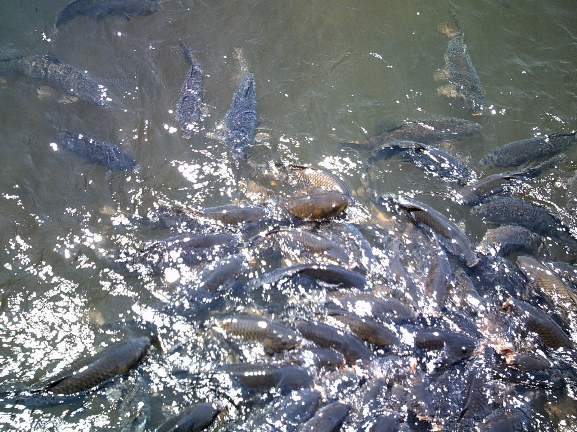 carp fish feeding free photo
