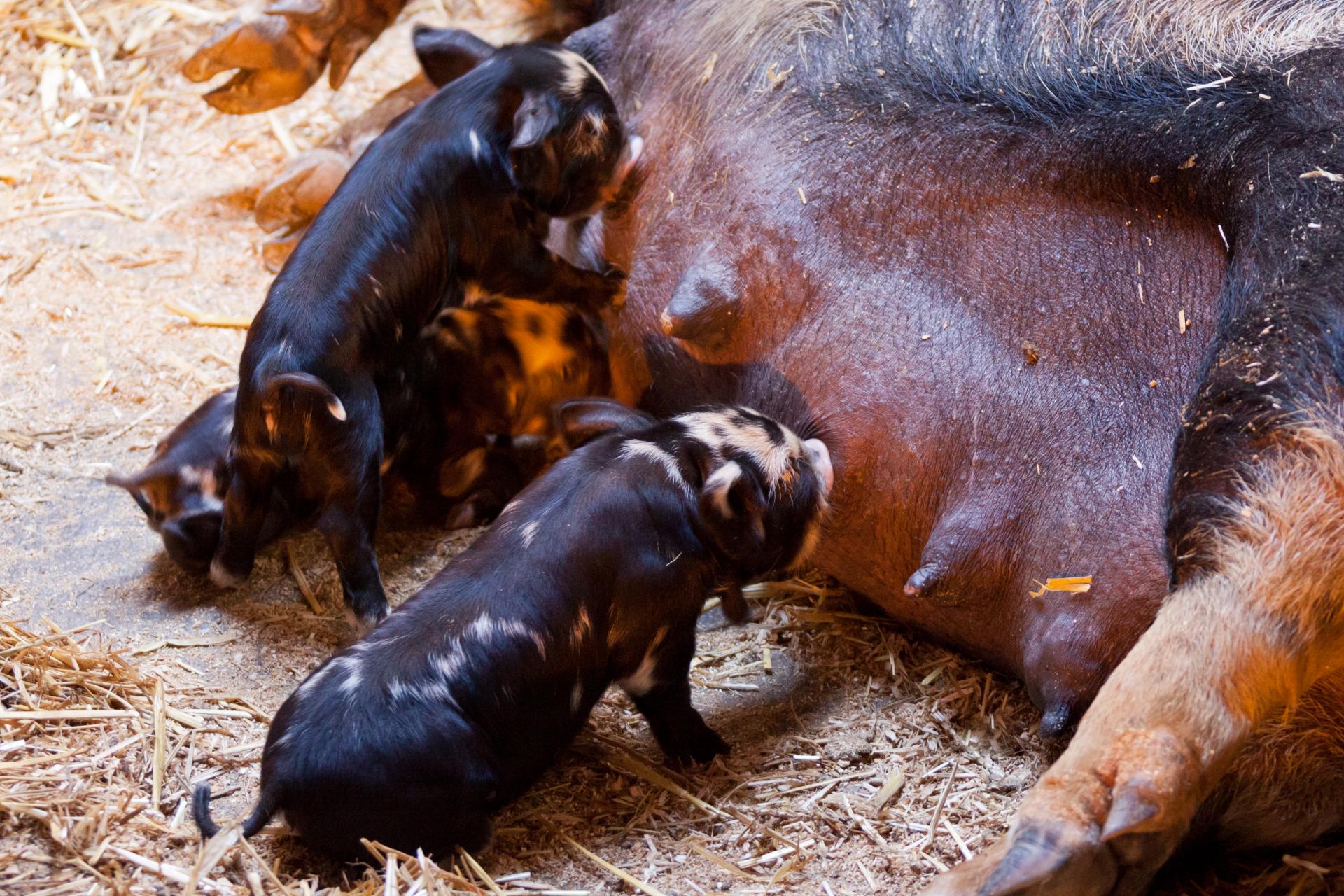 piglets agriculture animal free photo