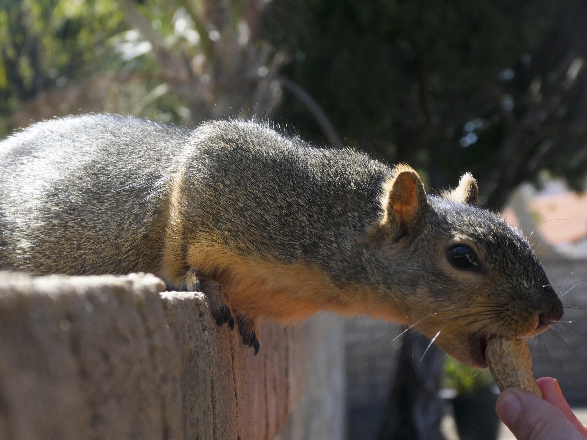 squirrel squirrels animal free photo