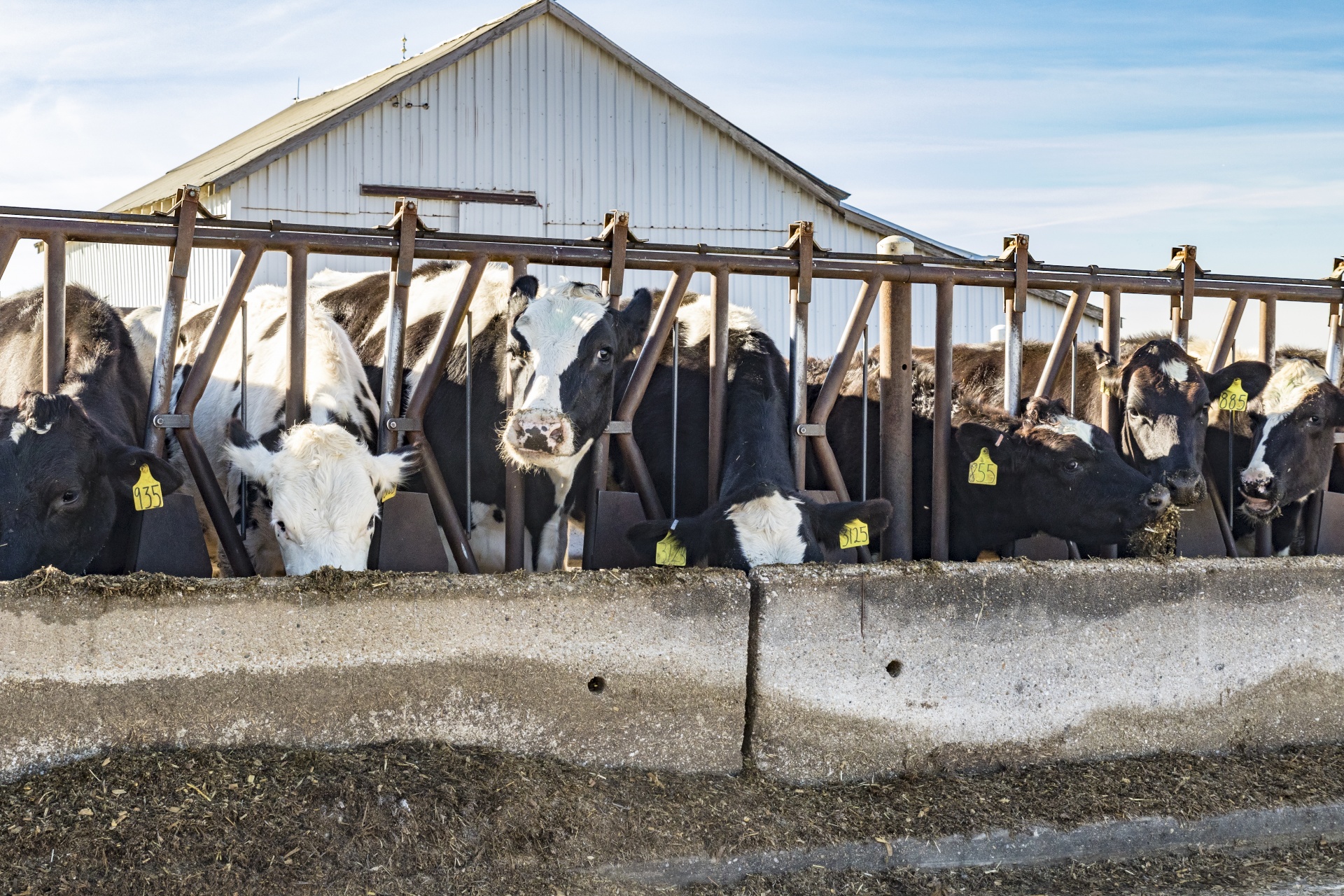 lunch time farm livestock free photo