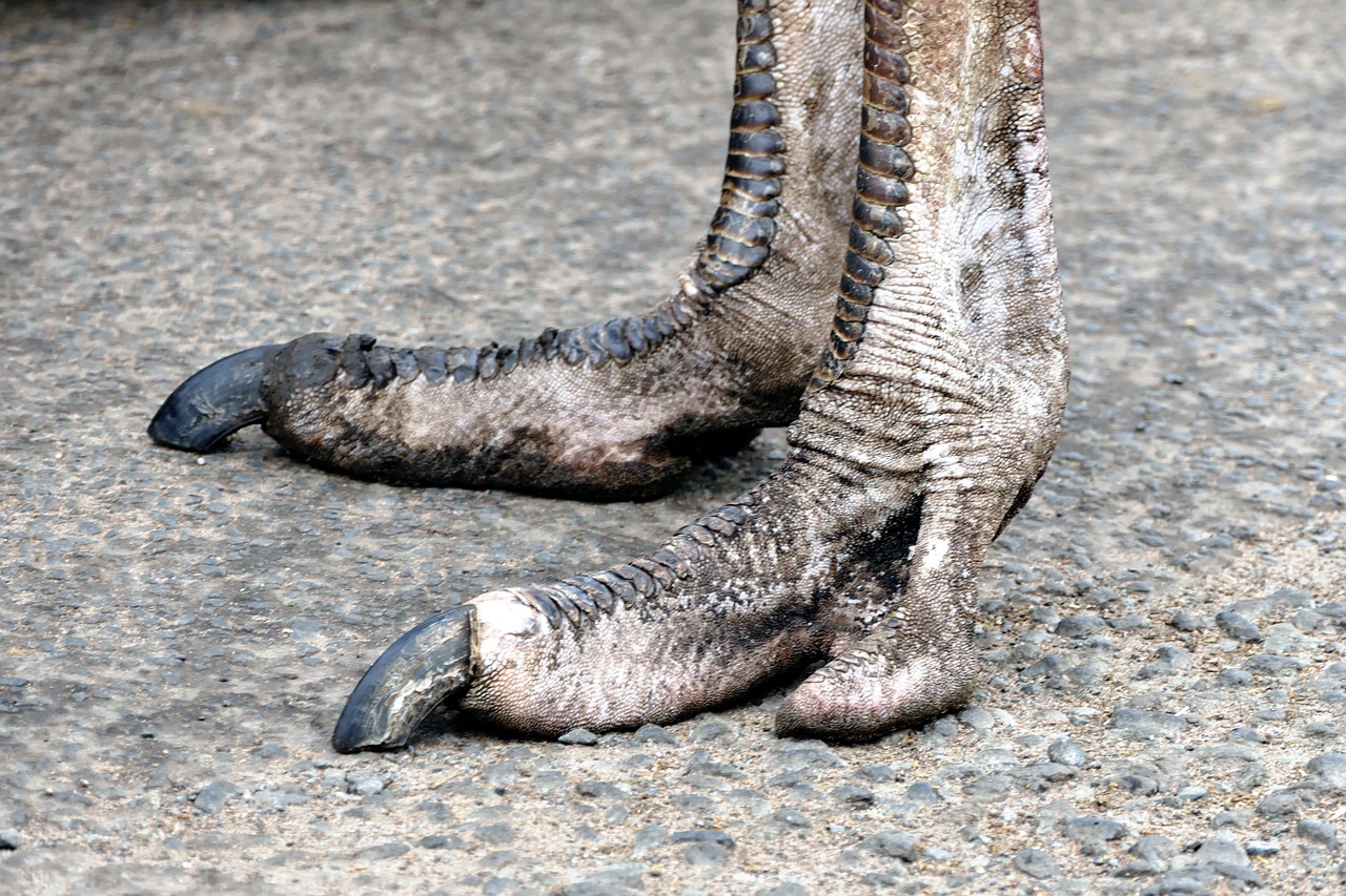 feet ostrich bird free photo