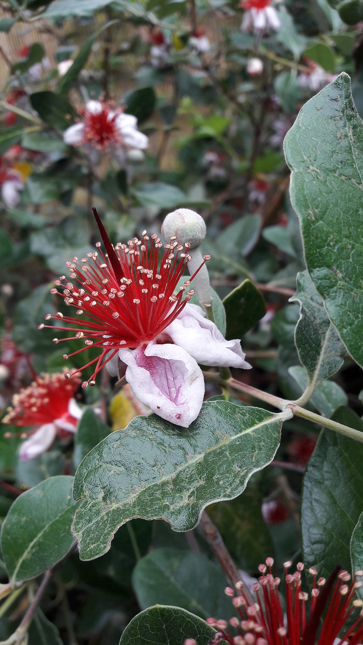 feijoa flowers color pink free photo