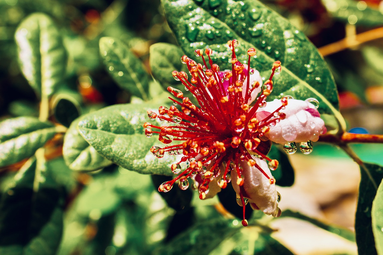feijoa  flower  edible free photo