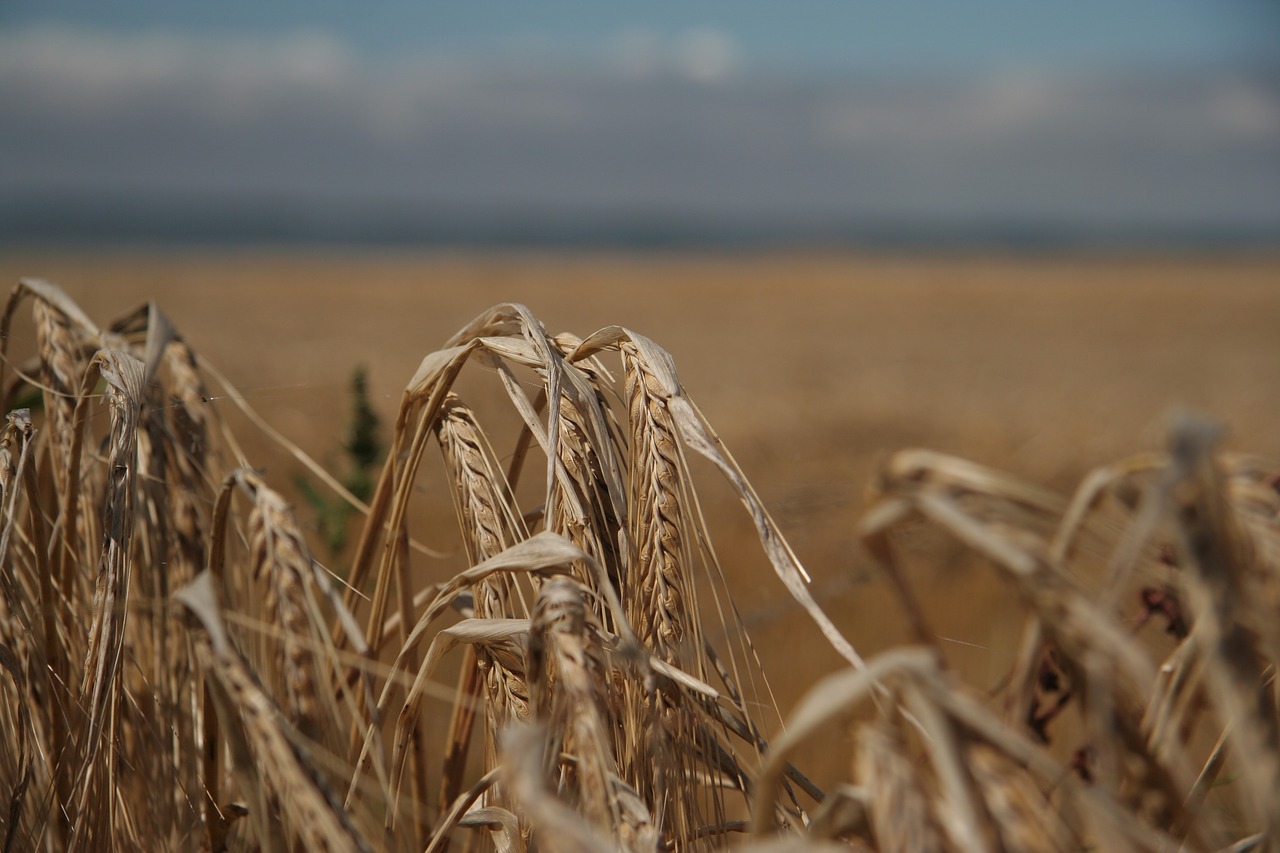 feld weizen acker free photo