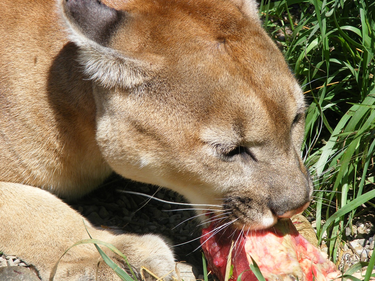 feline cougar wildlife free photo