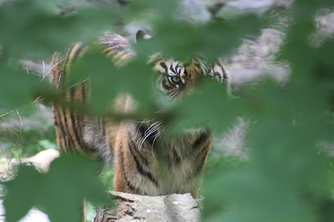 feline tiger hide and seek free photo
