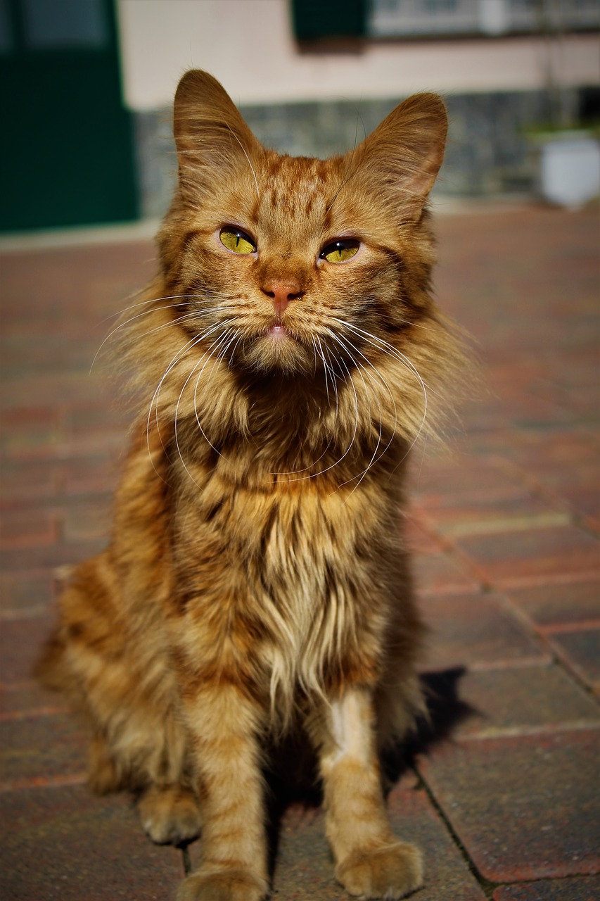 feline eyes green free photo