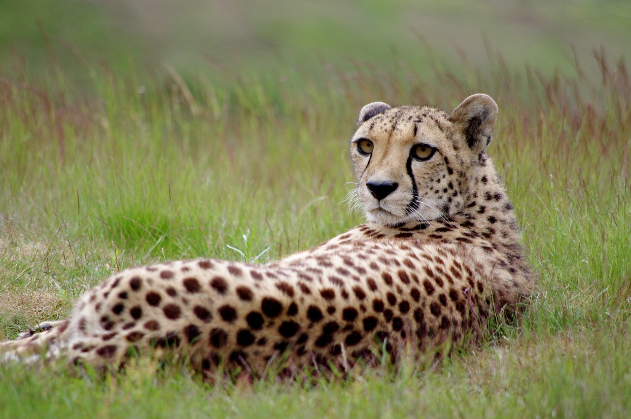 feline  cheetah  leopard free photo