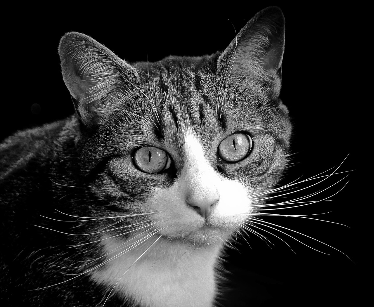 Feline,cat,fluffy,cute,kitty - free image from needpix.com