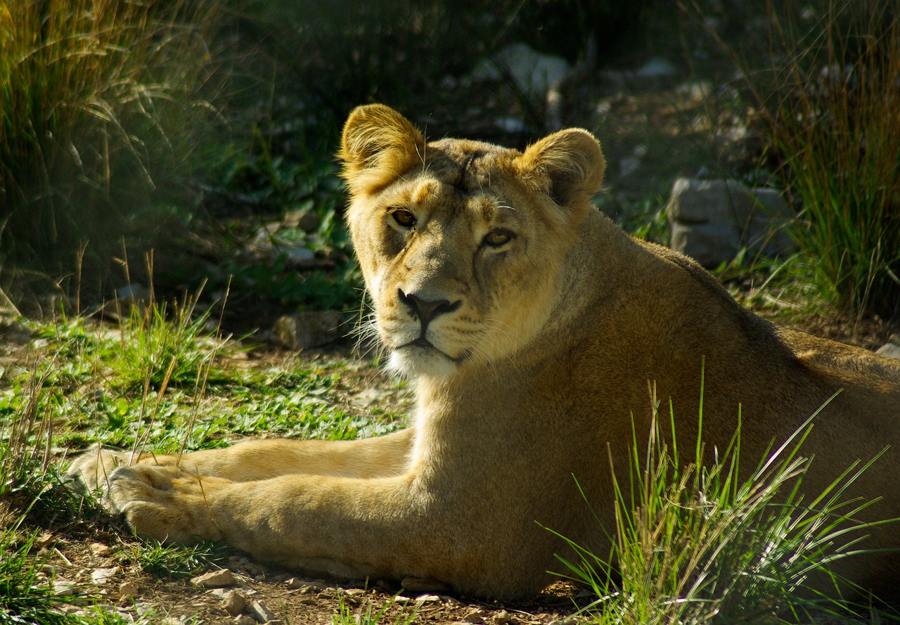 feline lioness africa free photo