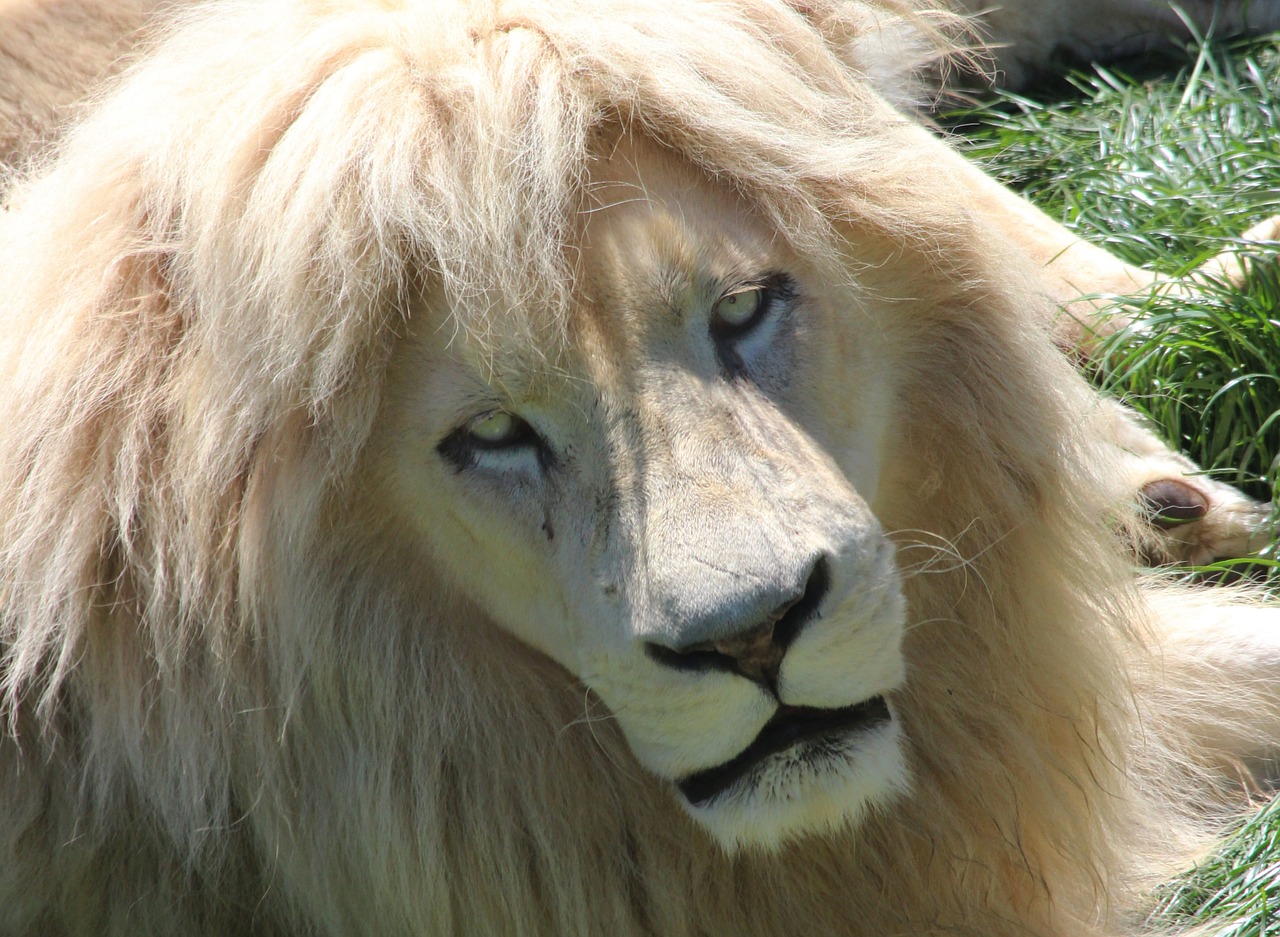 felines white lion africa free photo