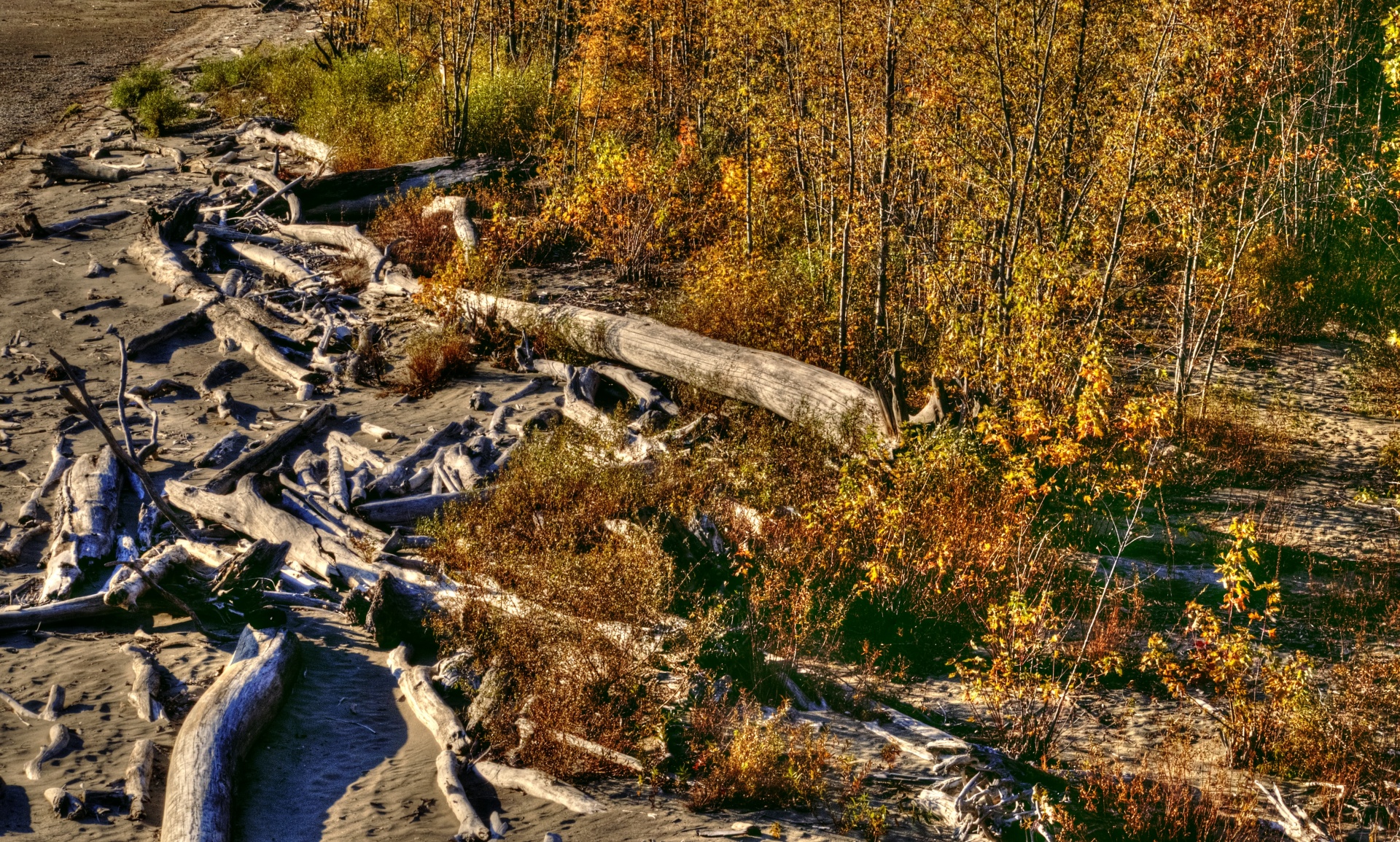 autumn fall foliage free photo