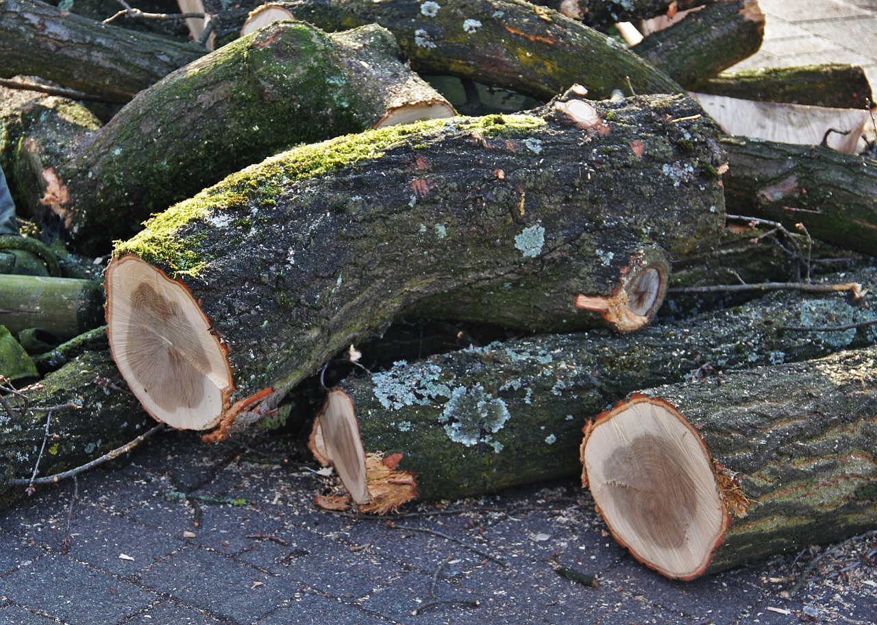 felled tree trunks wood forest free photo