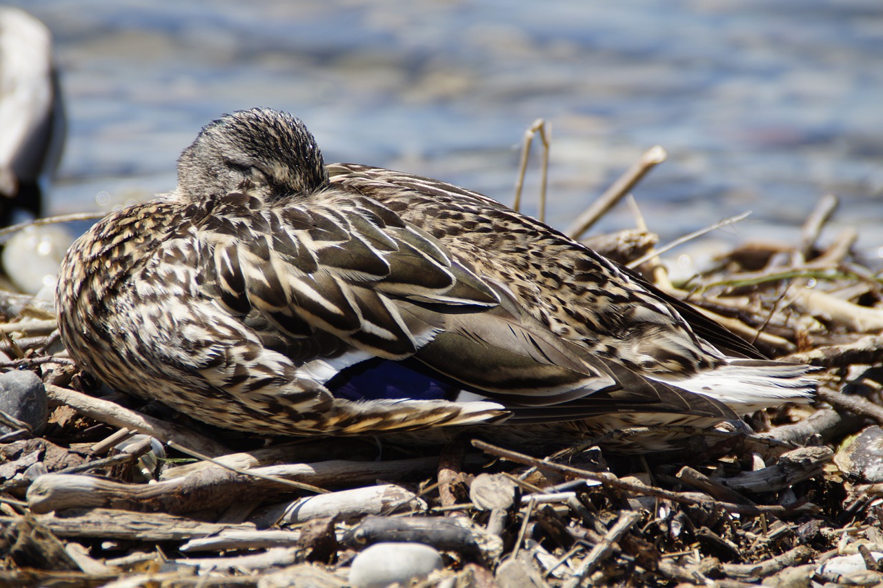 female sleep duck free photo