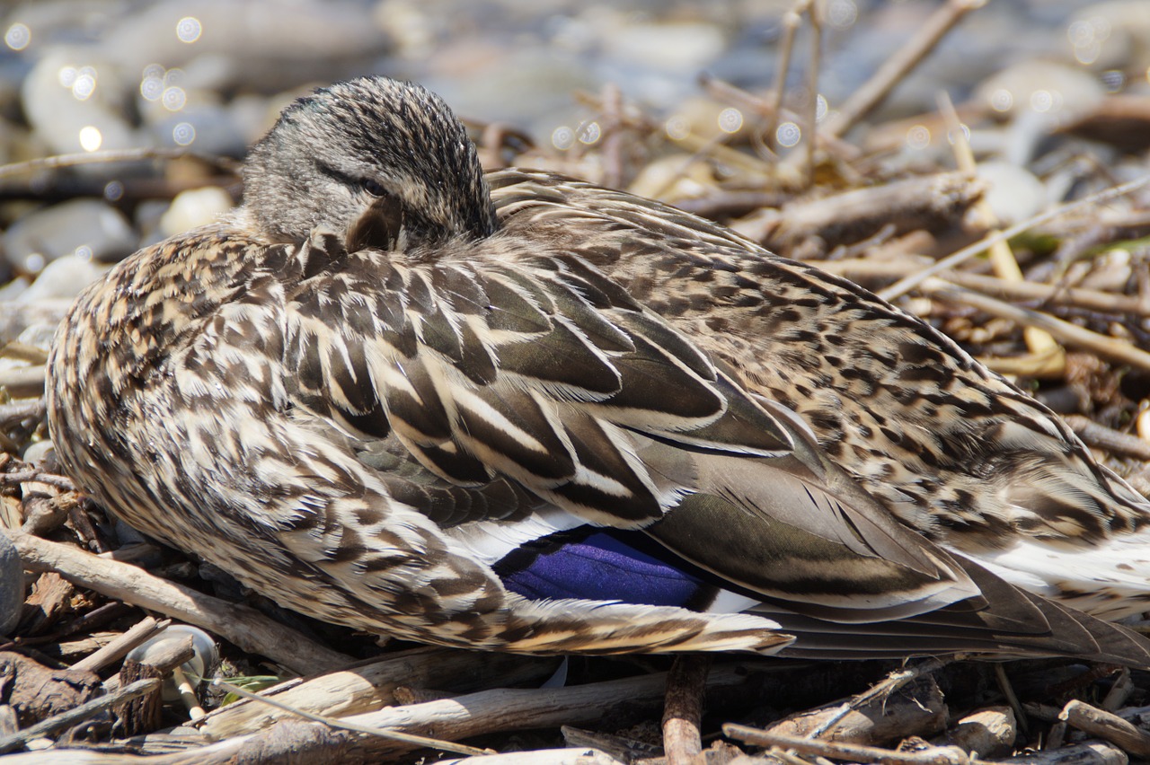 female sleep duck free photo