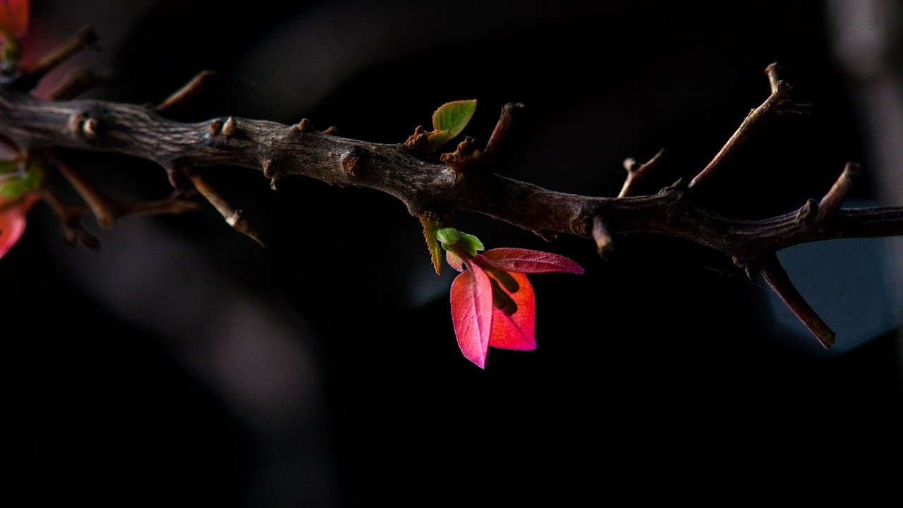 female flower each free photo