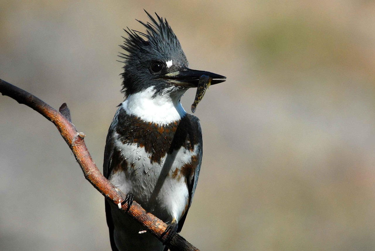 female juvenile bird free photo