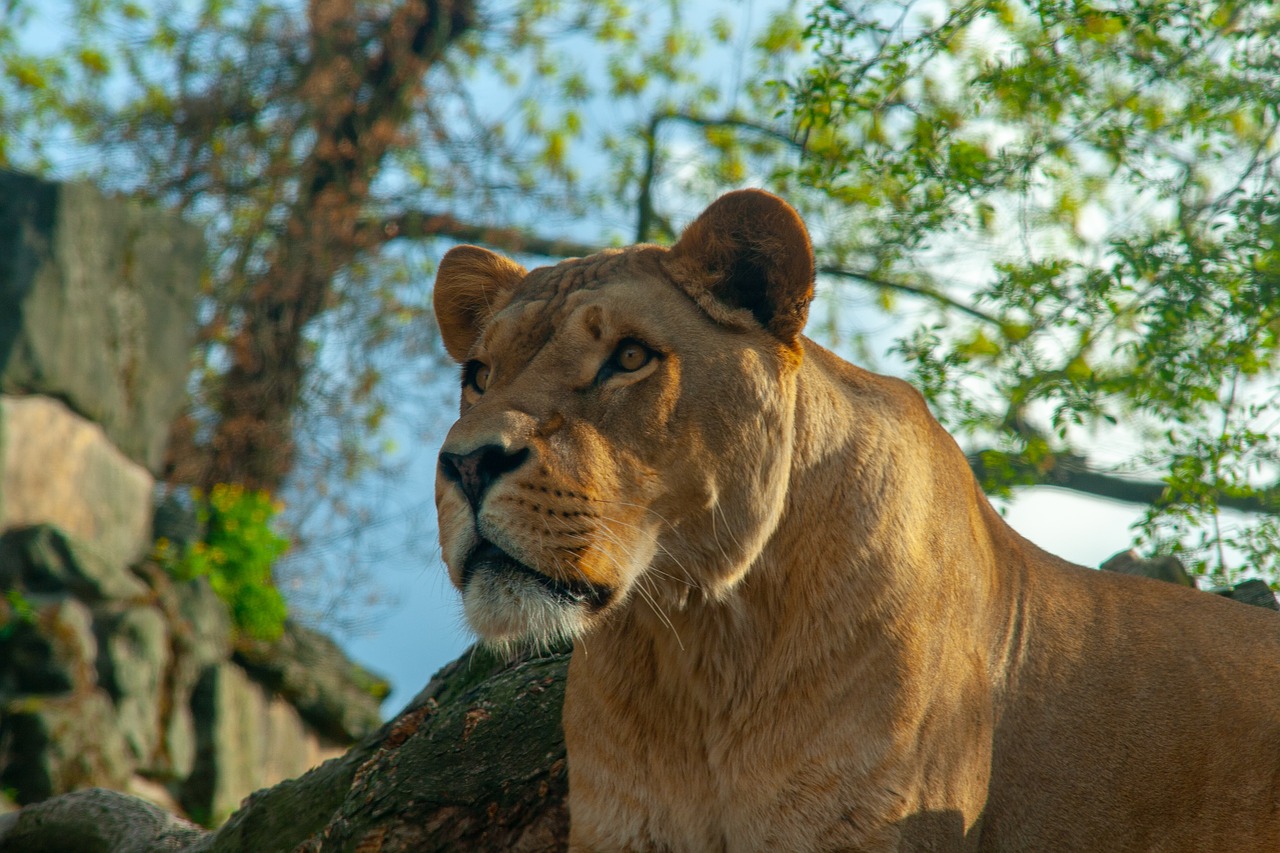 female  lion  face free photo