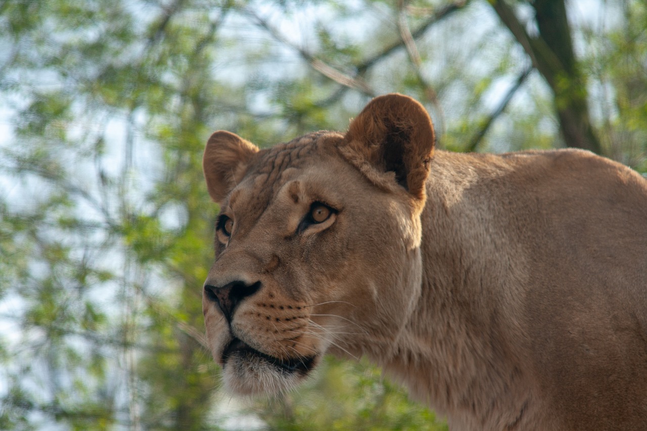 female  lion  nature free photo